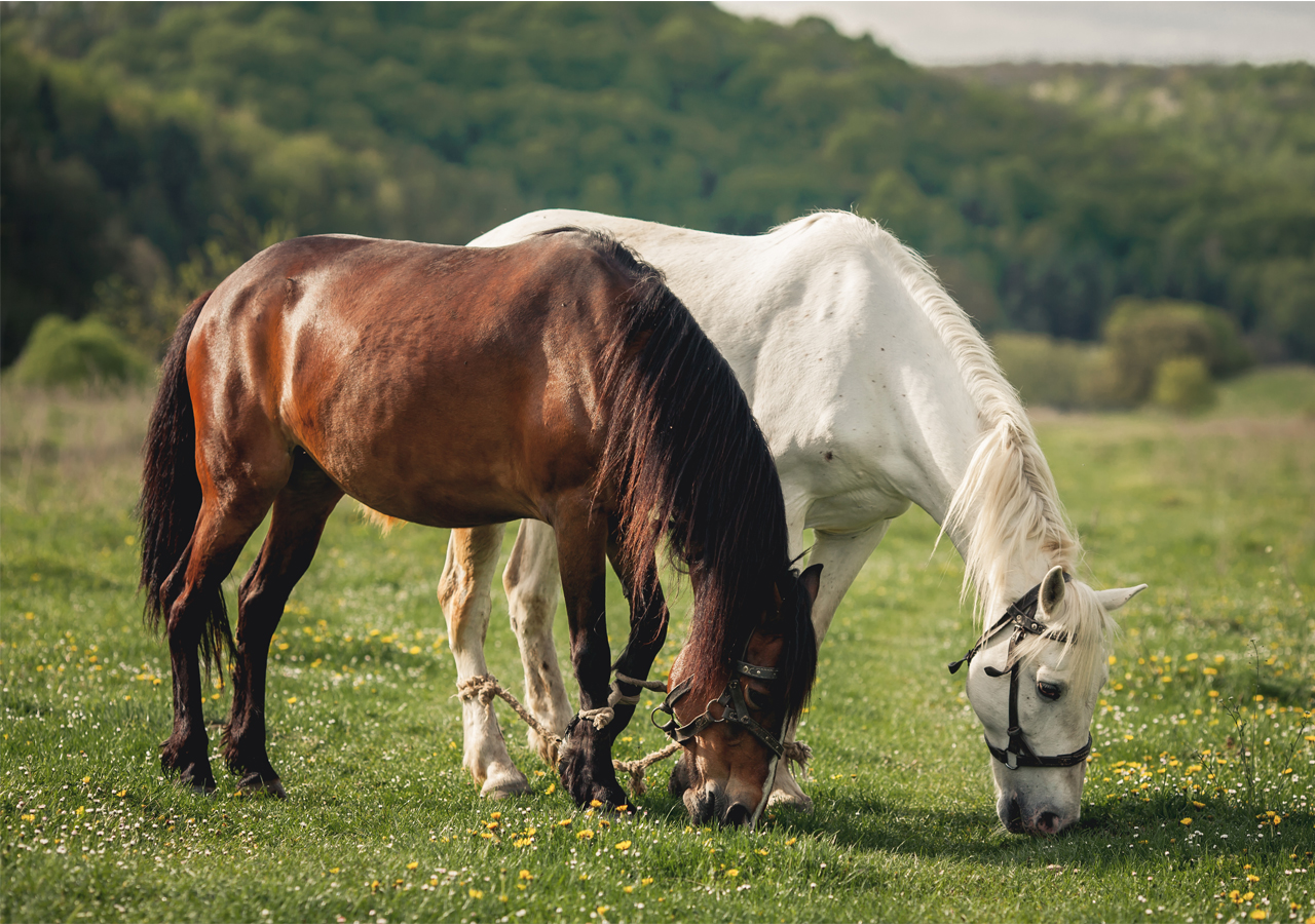 Os cavalos são mais fáceis de usar, mas mais caros