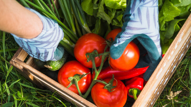 Colocar os alimentos na cesta ficou mais fácil