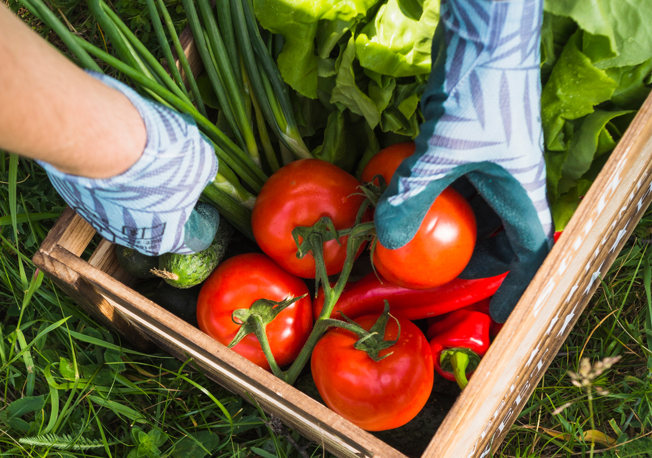 Colocar os alimentos na cesta ficou mais fácil