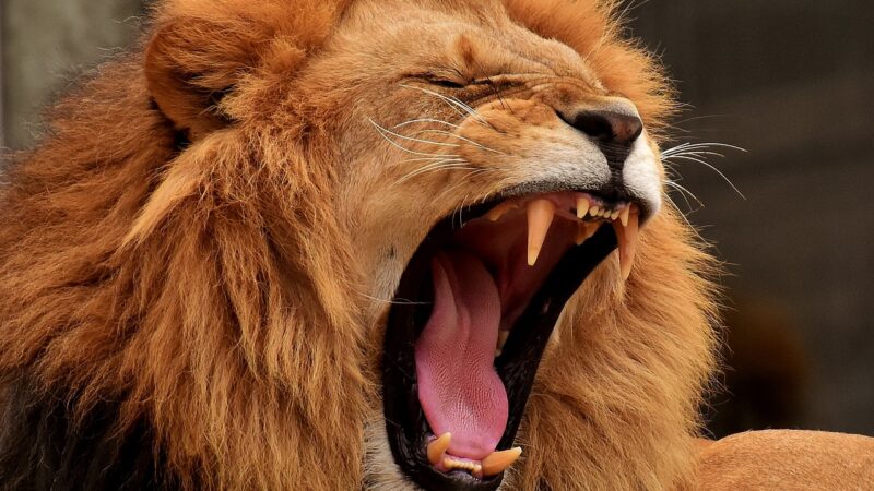 Um leão matou animais que protegiam sua extinção