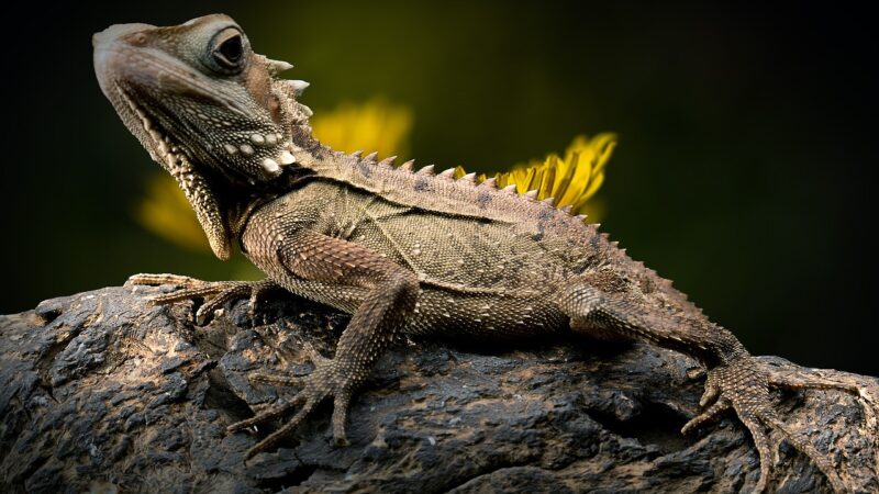 Você acredita que o lagarto mudou para preto?
